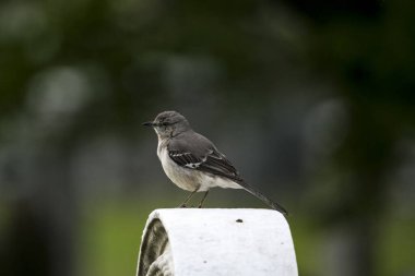 Kuzey Alaycı Kuşu (Mimus polyglottos), Mimidae familyasından bir kuş türü..