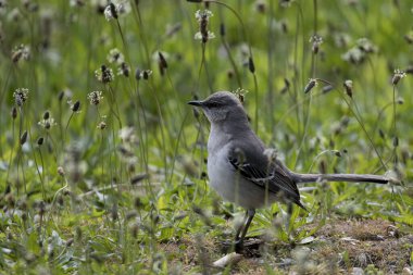 Kuzey Alaycı Kuşu (Mimus polyglottos), Mimidae familyasından bir kuş türü..