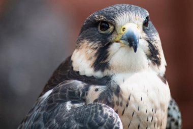 Peregrine Falcon (Falco peregrinus), atmacagiller (Falconidae) familyasından Falconidae familyasından yırtıcı bir kuş türü..