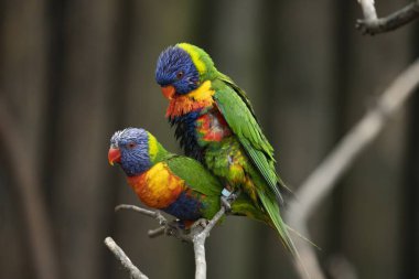 Gökkuşağı lori (Trichoglossus moluccanus) familyasından bir papağan Avustralya'da bulundu. Güney Avustralya için Kuzey Queensland üzerinden Doğu kıyısı boyunca yaygındır.