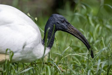 Afrika kutsal aynası (Threskiornis aethiopicus), Threskiornithidae familyasından bir aynak türüdür..