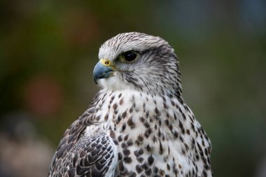 Saker Şahini (Falco cherrug) büyük bir şahin türüdür. Orta Avrupa 'dan Palearctic' ten Mançurya 'ya kadar doğuya doğru çoğalır. Kısmi bir göçmen, yani nüfusun bir kısmı göçmen, bir kısmı değil..