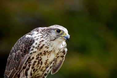 Saker Şahini (Falco cherrug) büyük bir şahin türüdür. Orta Avrupa 'dan Palearctic' ten Mançurya 'ya kadar doğuya doğru çoğalır. Kısmi bir göçmen, yani nüfusun bir kısmı göçmen, bir kısmı değil..