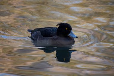 Tufted Duck veya Tufted Pochard (Aythya fuligula)).