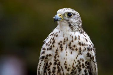 Saker Şahini (Falco cherrug) büyük bir şahin türüdür. Orta Avrupa 'dan Palearctic' ten Mançurya 'ya kadar doğuya doğru çoğalır. Kısmi bir göçmen, yani nüfusun bir kısmı göçmen, bir kısmı değil..