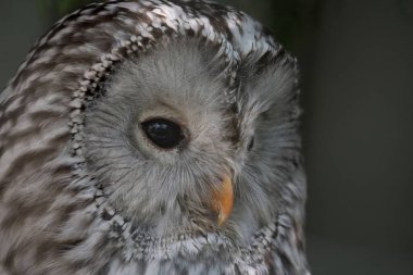 Ural baykuşu (Strix uralensis) büyük bir gece baykuşudur. Gerçek baykuş familyasının bir üyesidir, Strigidae..
