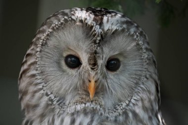 Ural baykuşu (Strix uralensis) büyük bir gece baykuşudur. Gerçek baykuş familyasının bir üyesidir, Strigidae..