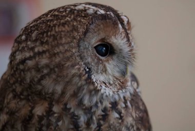 Tawny Baykuşu (Strix aluco), ayrıca Kahverengi Baykuş olarak da bilinir..