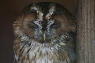 Tawny Baykuşu (Strix aluco), ayrıca Kahverengi Baykuş olarak da bilinir..