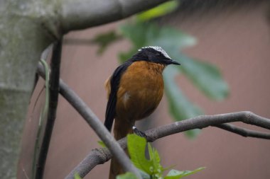 Beyaz Taç Giyen Robin-Chat (Cossypha albicapillus), Muscicapidae familyasından bir kuş türü. Menzili Sudan savanasının batı bölgesine kadar uzanıyor..