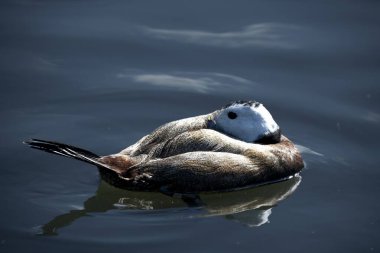 Beyaz başlı ördek (Oxyura leucocephala) İspanya, Kuzey Afrika, Batı Asya ve Orta Asya 'da yaşar..