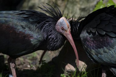 Kuzey Kel Ibis, Münzevi Ibis, veya Waldrapp Ibis (Geronticus eremita).