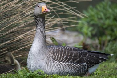 Greylag Goose (Anser anser), Anatidae familyasından Anatidae familyasından bir kaz türü..