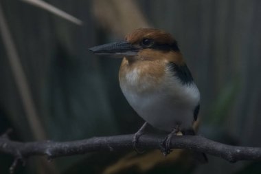 Guam Kingfisher (Todiramphus cinnamominus), Amerika Birleşik Devletleri 'nin Guam Bölgesi' nde yaşayan bir balık türü..