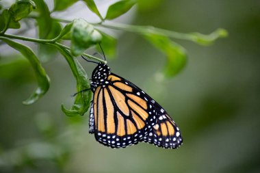 Kral kelebeği (Danaus plexippus), Nymphalidae familyasından bir kelebek türü. Diğer yaygın isimler arasında Milk weed, Common Tiger, Wanderer ve Black-Damined Brown sayılabilir..