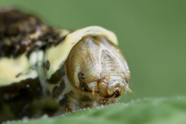 Kral Kırlangıç veya Thoas Kırlangıç Kelebeği 'nin tırtılının yakın plan fotoğrafı (Papilio thoas).