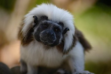 Pamuk Top Tamarin (Saguinus oedipus), Yeni Dünya maymunu..