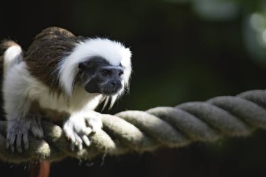 Pamuk Top Tamarin (Saguinus oedipus), Yeni Dünya maymunu..