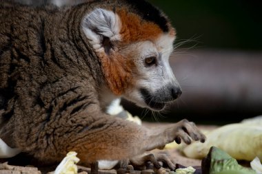 Taç giymiş Lemur (Eulemur koronatus) Madagaskar 'ın kuzey ucundaki kuru yaprak döken ormanlara özgü bir türüdür. Çoğunlukla çiçek, meyve ve yapraklarla beslenir..