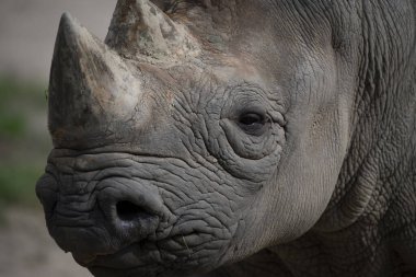 Doğu Siyah Gergedan (Diceros bicornis michaeli), ayrıca Doğu Afrika Siyah Gergedanı olarak da bilinir. Siyah gergedanın bir alt türüdür ve kritik tehlike altında olarak listelenmiştir..