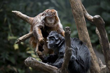Ebony Langur (Trachypithecus auratus), Doğu Javan Langur, Ebony Lutung, Javan Langur veya Javan Lutung olarak da bilinir..