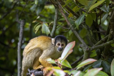 Kara Sincap Maymunu (