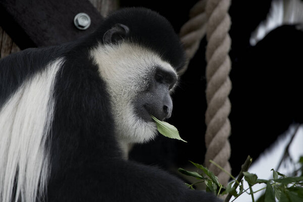 Mantled Guereza (Colobus guereza), также известный как Guereza, Восточный Черно-Белый Колобус или Абиссинский Черно-Белый Колобус.