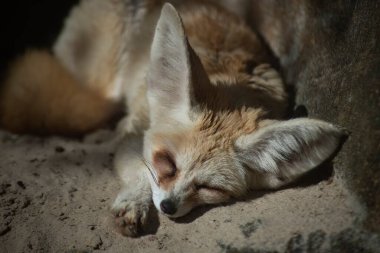 Fennec Fox (Vulpes zerda), Kuzey Afrika çöllerine özgü, Batı Sahra ve Moritanya 'dan Sina Yarımadası' na kadar uzanan küçük bir tilkidir..