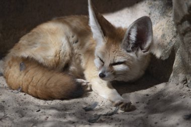 Fennec Fox (Vulpes zerda), Kuzey Afrika çöllerine özgü, Batı Sahra ve Moritanya 'dan Sina Yarımadası' na kadar uzanan küçük bir tilkidir..