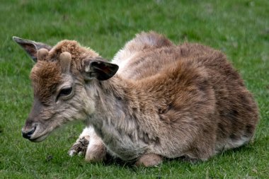Avrupa Fallow Geyiği (Dama dama), kısaca Fallow Geyiği olarak da bilinir. Cervinae alt familyasından Dama cinsindeki iki geyik türünden biridir..