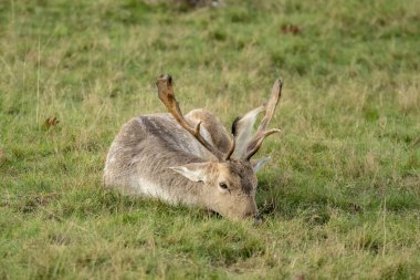 Avrupa Fallow Geyiği (Dama dama), kısaca Fallow Geyiği olarak da bilinir. Cervinae alt familyasından Dama cinsindeki iki geyik türünden biridir..