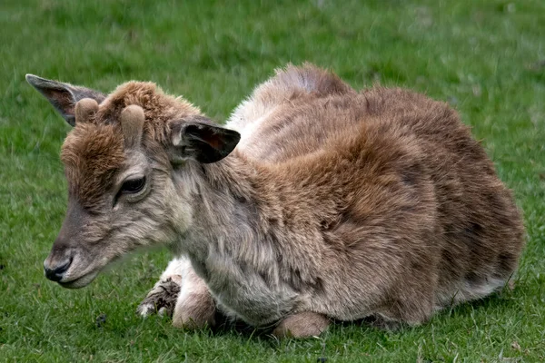 Avrupa Fallow Geyiği (Dama dama), kısaca Fallow Geyiği olarak da bilinir. Cervinae alt familyasından Dama cinsindeki iki geyik türünden biridir..