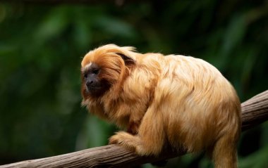 Altın aslan tamarini (Leontopithecus rosalia), Callitrichidae familyasından küçük bir maymun türü..
