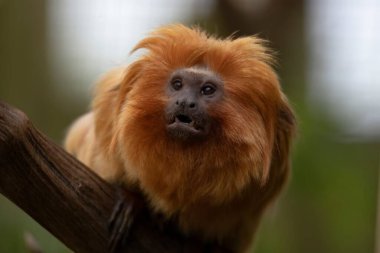 Altın aslan tamarini (Leontopithecus rosalia), Callitrichidae familyasından küçük bir maymun türü..