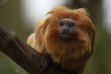 Altın aslan tamarini (Leontopithecus rosalia), Callitrichidae familyasından küçük bir maymun türü..