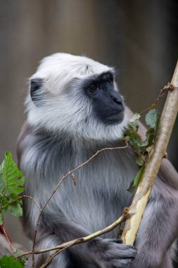 Northern Plains Gray Langur (Semnopithecus entellus), ayrıca Kutsal Langur, Bengal Sacred Langur ve Hanuman Langur olarak da bilinir..