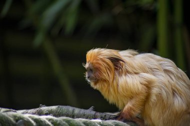 Altın aslan tamarini (Leontopithecus rosalia), Callitrichidae familyasından küçük bir maymun türü..