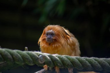 Altın aslan tamarini (Leontopithecus rosalia), Callitrichidae familyasından küçük bir maymun türü..