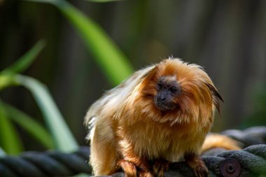 Altın aslan tamarini (Leontopithecus rosalia), Callitrichidae familyasından küçük bir maymun türü..