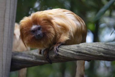 Altın aslan tamarini (Leontopithecus rosalia), Callitrichidae familyasından küçük bir maymun türü..