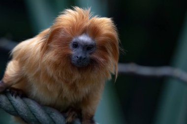 Altın aslan tamarini (Leontopithecus rosalia), Callitrichidae familyasından küçük bir maymun türü..