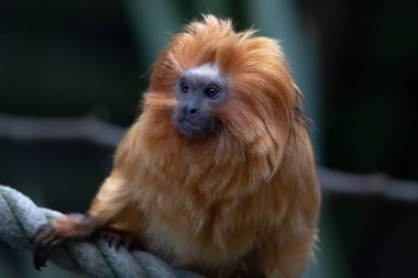 Altın aslan tamarini (Leontopithecus rosalia), Callitrichidae familyasından küçük bir maymun türü..