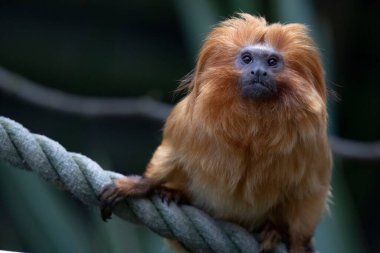Altın aslan tamarini (Leontopithecus rosalia), Callitrichidae familyasından küçük bir maymun türü..