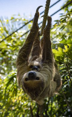 Linnaeus 'un İki Parmaklı Tembelliği (
