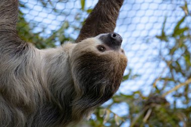 Linnaeus 'un İki Parmaklı Tembelliği (