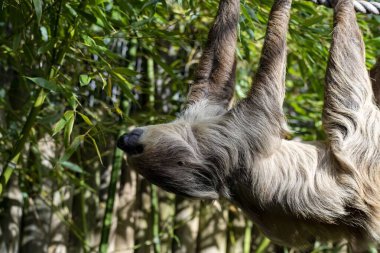 Linnaeus 'un İki Parmaklı Tembelliği (