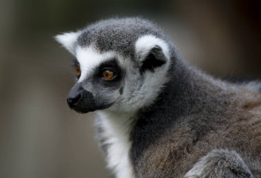 Halka Kuyruklu Lemur (Lemur catta) bir strepsirren (ıslak burun) primatıdır. Lemuridae familyasından beş lemur familyasından birine ait ve Lemur cinsinin tek üyesidir..