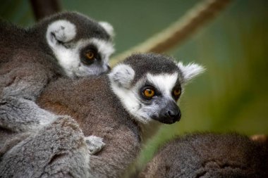 Halka Kuyruklu Lemur (Lemur catta) bir strepsirren (ıslak burun) primatıdır. Lemuridae familyasından beş lemur familyasından birine ait ve Lemur cinsinin tek üyesidir..