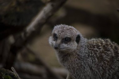 Mirket (Suricata suricatta) Güney Afrika 'da bulunan küçük bir firavun faresidir..
