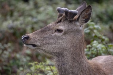 Kızıl geyik (Cervus elaphus), geyikgiller (Cervidae) familyasından bir geyik türü. Erkek kızıl geyiğe geyik ya da geyik, dişiye ise dişi ya da dişi geyik denir..